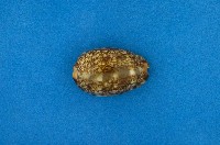 藏品(阿拉伯寶螺)的圖片